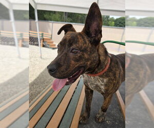 American Staffordshire Terrier-Labrador Retriever Mix Dogs for adoption in Palmetto, FL, USA
