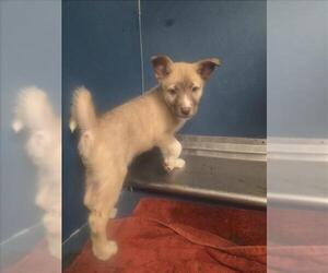 Anatolian Shepherd Dogs for adoption in Conroe, TX, USA