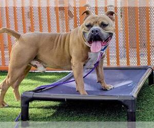 American Pit Bull Terrier-Unknown Mix Dogs for adoption in Las Vegas, NV, USA