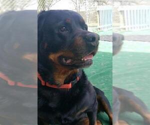 Rottweiler Dogs for adoption in Drexel, MO, USA