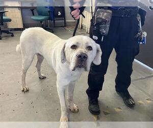 Great Pyrenees-Unknown Mix Dogs for adoption in Camarillo, CA, USA