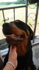 Rottweiler Dogs for adoption in Cincinnati, OH, USA