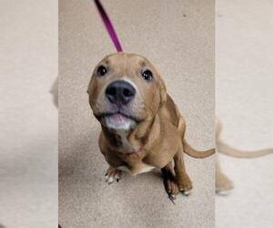 Labrador Retriever Dogs for adoption in Saginaw, MI, USA