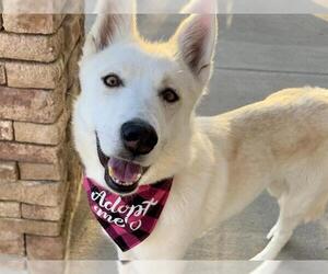 Siberian Husky Dogs for adoption in Pueblo, CO, USA
