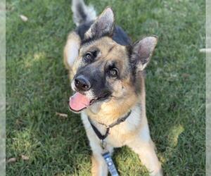 German Shepherd Dog Dogs for adoption in Martinez, CA, USA