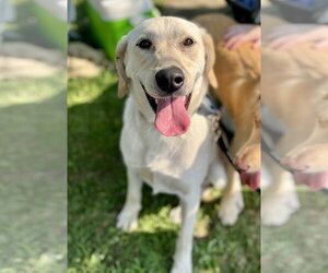 Labrador Retriever-Unknown Mix Dogs for adoption in Minneapolis, MN, USA