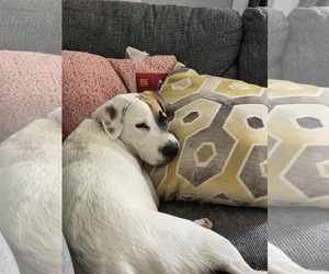 Mutt Dogs for adoption in Overland Park, KS, USA