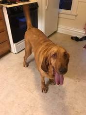 Bloodhound Dogs for adoption in Aurora, CO, USA