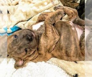 American Staffordshire Terrier Dogs for adoption in Glenview, IL, USA