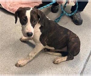 American Staffordshire Terrier-Unknown Mix Dogs for adoption in Tallahassee, FL, USA