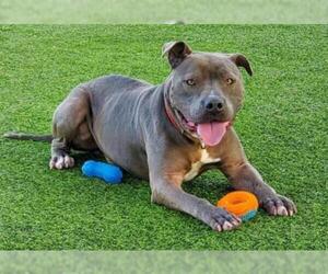 American Pit Bull Terrier-Unknown Mix Dogs for adoption in Camarillo, CA, USA