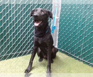 Labrador Retriever-Unknown Mix Dogs for adoption in Downey, CA, USA