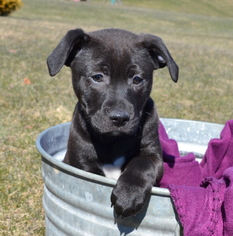 Boxador Dogs for adoption in Hockessin, DE, USA