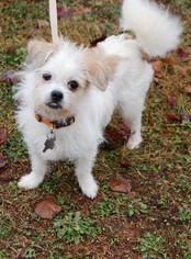 Maltese Dogs for adoption in Winder, GA, USA