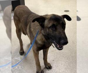 German Shepherd Dog-Unknown Mix Dogs for adoption in Riverside, CA, USA