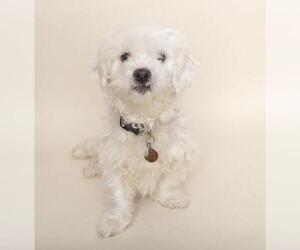 Maltese-Unknown Mix Dogs for adoption in Wyandotte, MI, USA