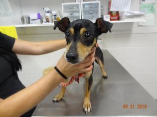 Rat-Cha Dogs for adoption in Gulfport, MS, USA