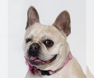 French Bulldog Dogs for adoption in Santa Barbara, CA, USA