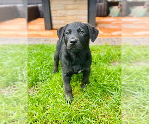 Mutt Dogs for adoption in Minneapolis, MN, USA