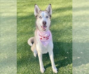 Siberian Husky-Unknown Mix Dogs for adoption in Henderson, NV, USA
