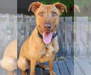 American Pit Bull Terrier Dogs for adoption in Brighton, CO, USA