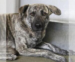 Black Mouth Cur-Unknown Mix Dogs for adoption in San Antonio, TX, USA