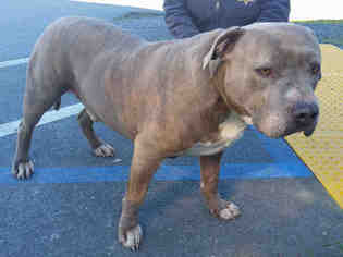 American Pit Bull Terrier Dogs for adoption in San Andreas, CA, USA