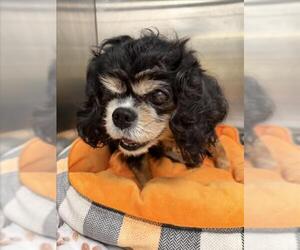 Cavalier King Charles Spaniel Dogs for adoption in Tracy, CA, USA