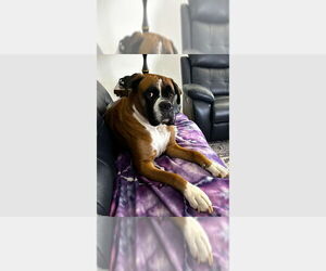 Boxer Dogs for adoption in Austin, TX, USA