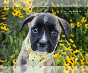Boxador Dogs for adoption in Nashville, TN, USA