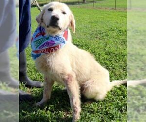 Golden Pyrenees Dogs for adoption in Von Ormy, TX, USA