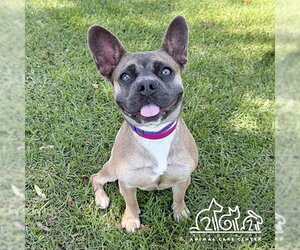 French Bulldog Dogs for adoption in Irvine, CA, USA