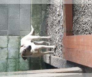 Labrador Retriever-Red Heeler Mix Dogs for adoption in Hanover, PA, USA