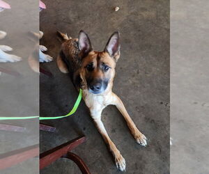 German Shepherd Dog Dogs for adoption in garner, NC, USA