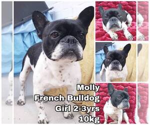 French Bulldog Dogs for adoption in Seattle, WA, USA