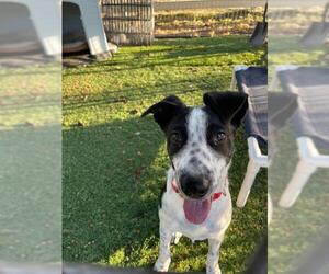 Border Collie Dogs for adoption in Los Banos, CA, USA