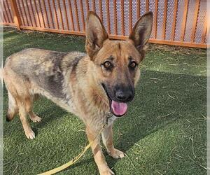 German Shepherd Dog-Unknown Mix Dogs for adoption in Las Vegas, NV, USA