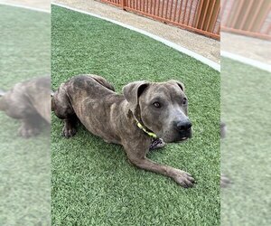 Staffordshire Bull Terrier-Unknown Mix Dogs for adoption in Las Vegas, NV, USA