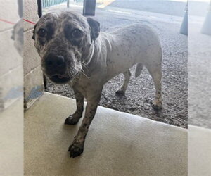 Mutt Dogs for adoption in San Bernardino, CA, USA