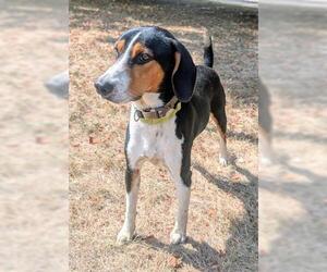 Treeing Walker Coonhound Dogs for adoption in Akron, OH, USA