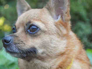Chihuahua Dogs for adoption in Pittsburgh, PA, USA
