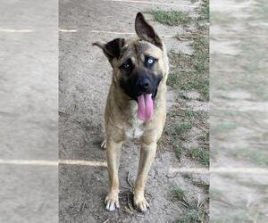 American Pit Bull Terrier-Unknown Mix Dogs for adoption in Riverside, CA, USA