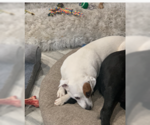 Beagle-Unknown Mix Dogs for adoption in Jackson Township, NJ, USA