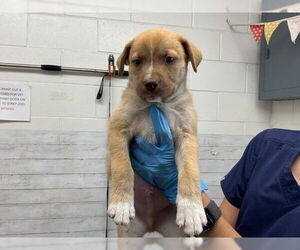 German Shepherd Dog-Unknown Mix Dogs for adoption in San Bernardino, CA, USA