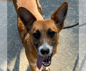 Retriever -Unknown Mix Dogs for adoption in Canton, CT, USA