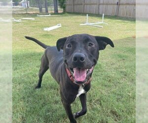 - Mix Dogs for adoption in Freeport, FL, USA