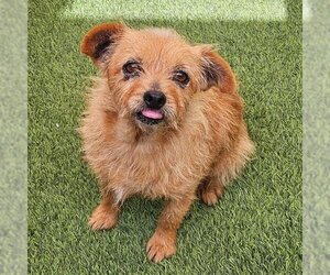 Norfolk Terrier Dogs for adoption in Camarillo, CA, USA