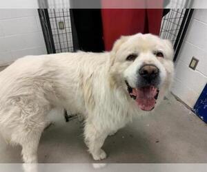 Great Pyrenees Dogs for adoption in Brighton, CO, USA