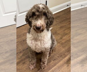 Poodle (Standard)-Unknown Mix Dogs for adoption in Forest, VA, USA