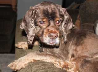 Cocker Spaniel Dogs for adoption in Durham, NC, USA